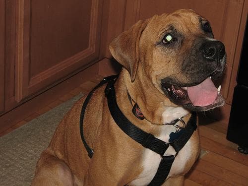 Boxer