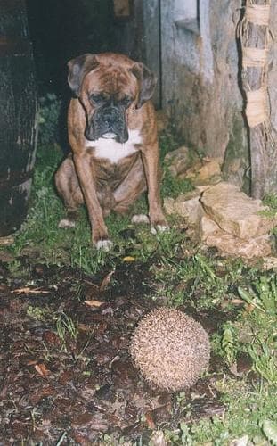 Boxer