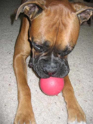 Boxer