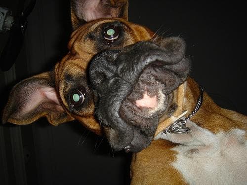 Boxer