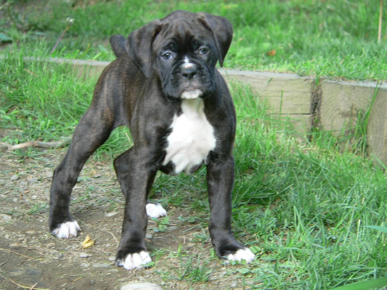 Boxer