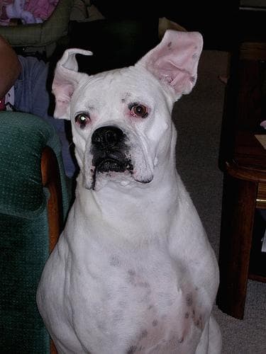 Boxer