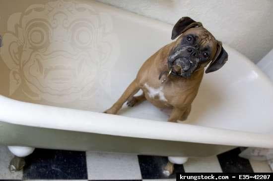 Boxer