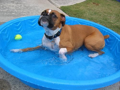 Boxer