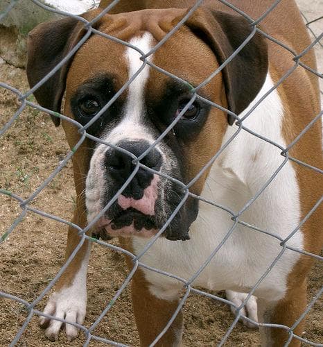 Boxer