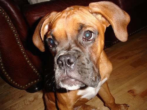 Boxer