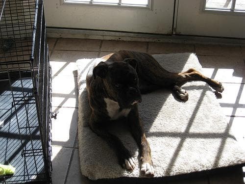 Boxer
