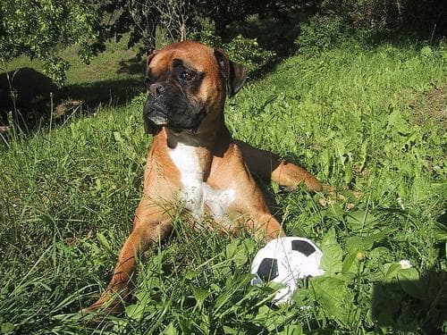Boxer