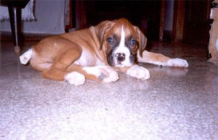 Boxer