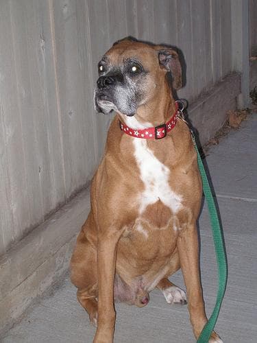 Boxer