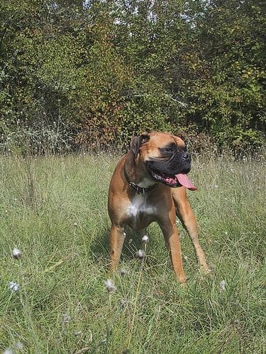 Boxer