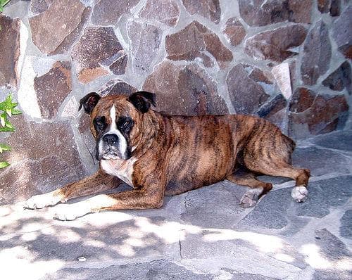 Boxer