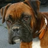 Boxer
