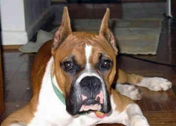 Boxer