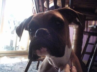 Boxer