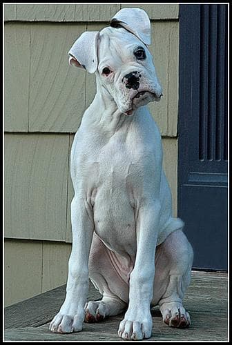 Boxer