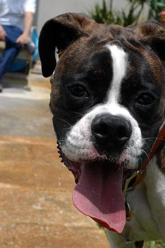 Boxer