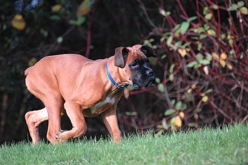 Boxer