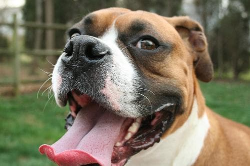 Boxer