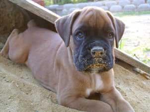 Boxer