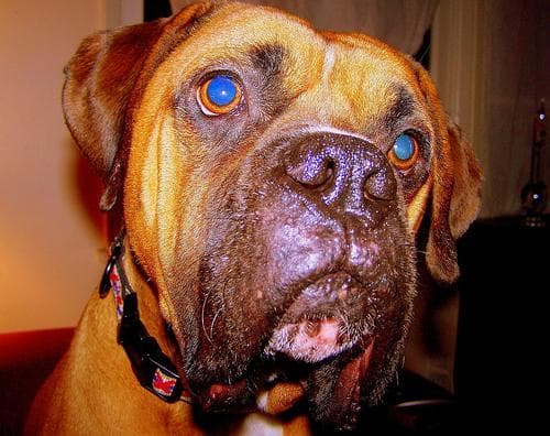 Boxer