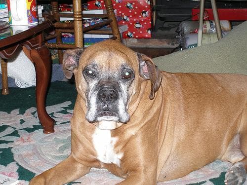 Boxer