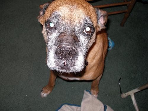 Boxer