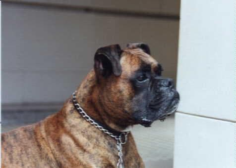 Boxer