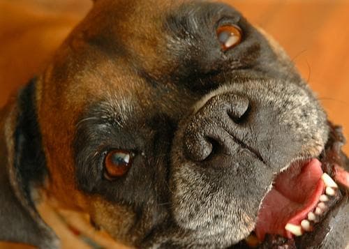 Boxer