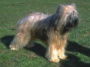 Briard
