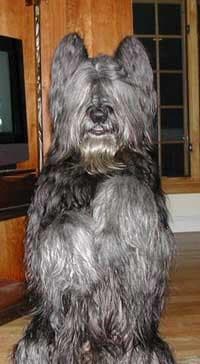Briard