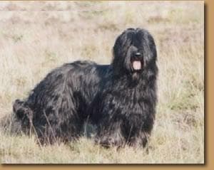 Briard