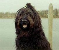 Briard