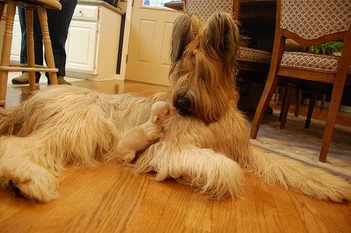 Briard