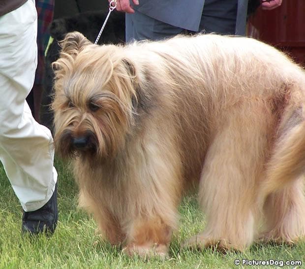 Briard