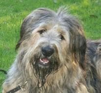 Briard