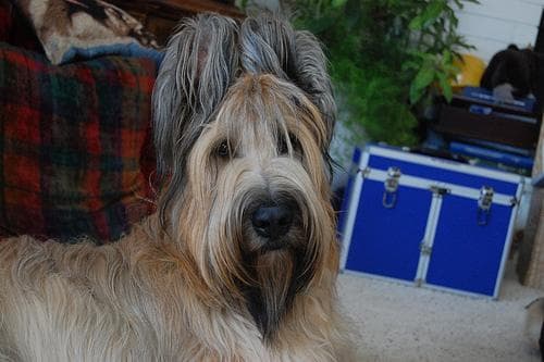 Briard