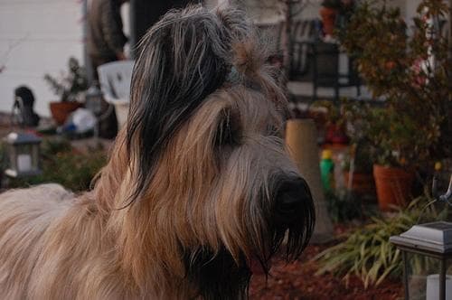 Briard
