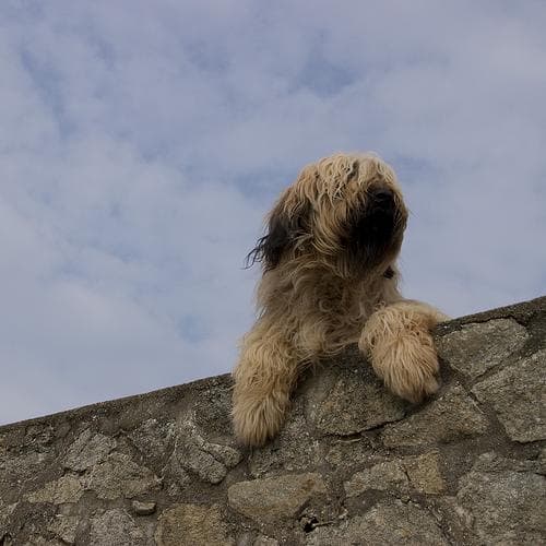 Briard