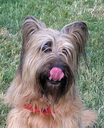 Briard