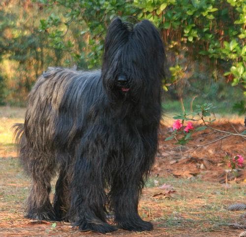 Briard