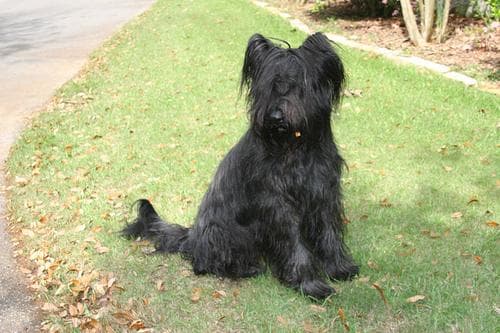 Briard