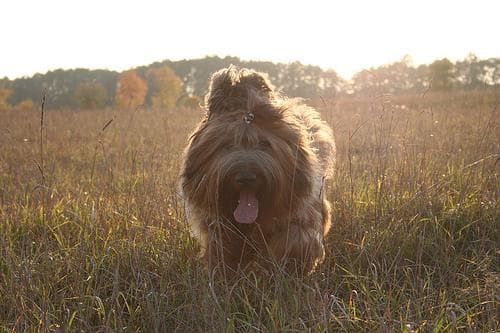 Briard