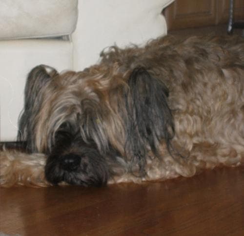 Briard