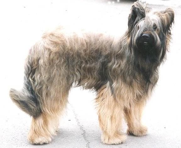 Briard