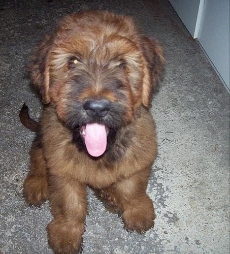 Briard