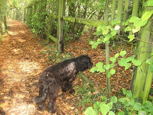 Briard