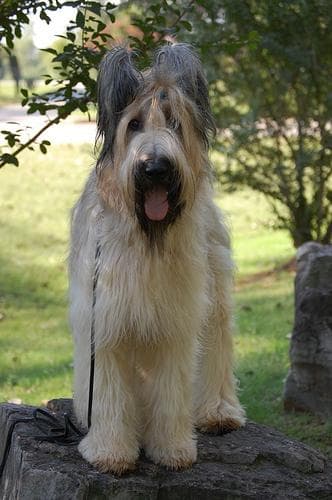 Briard