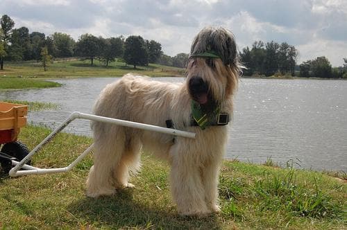Briard