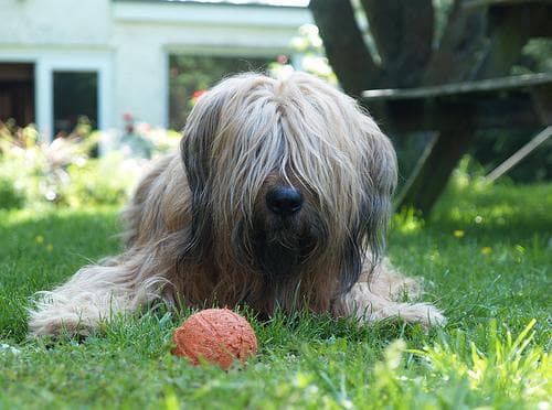 Briard